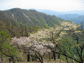 石棚山稜とヤマザクラ