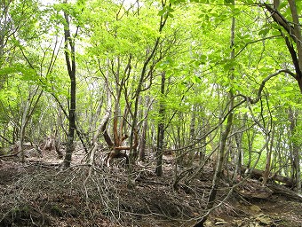 広葉樹林