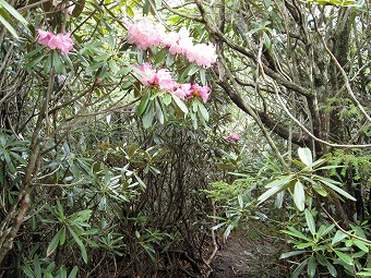 戸渡尾根のシャクナゲ