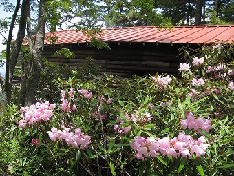 十文字小屋とシャクナゲ