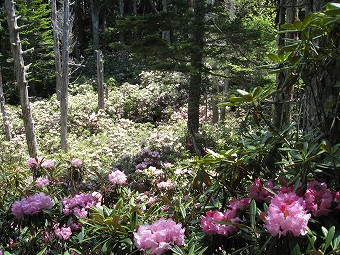 乙女の森