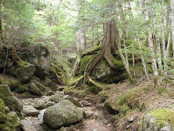 針葉樹林