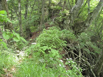 倉見山～杓子山