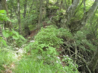 倉見山～杓子山