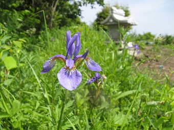 山頂のアヤメ