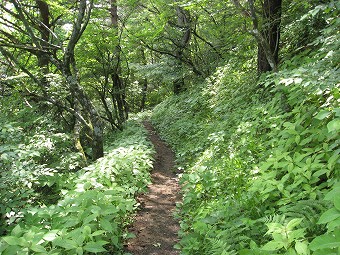 緑の尾根道