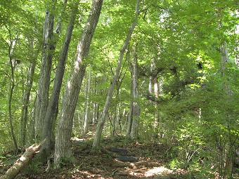 広葉樹林