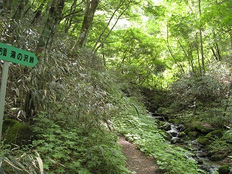 焼山沢に沿って