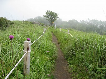 湯ノ沢峠のお花畑