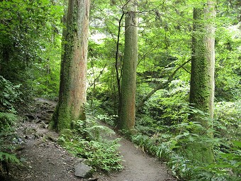 苔むす杉