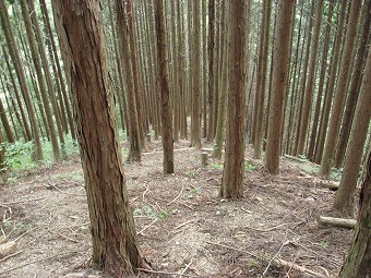 植林の急下り