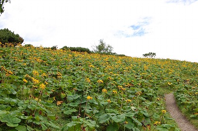 マルバダケブキ花畑