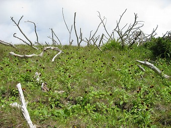 タカネコウリンカ