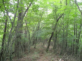 広葉樹林