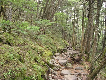 樹林帯