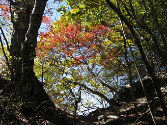 紅葉の中