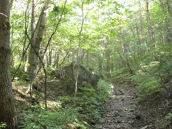 広葉樹林