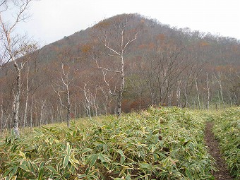 白樺林と丸山