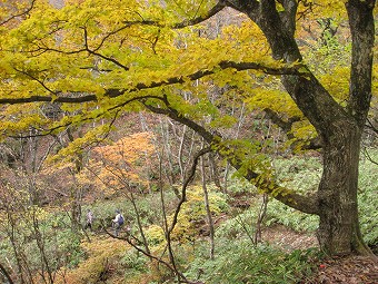 八平ヶ原下の紅葉