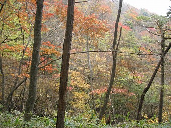 リフト沿いの紅葉