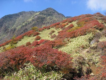 紅のツツジ