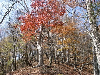 紅葉