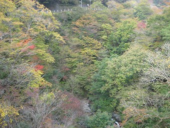 小川谷橋下の紅葉