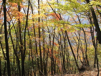 秋色に染まった林