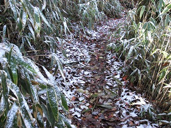 笹と雪と落ち葉