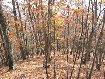 タワ尾根末端へ