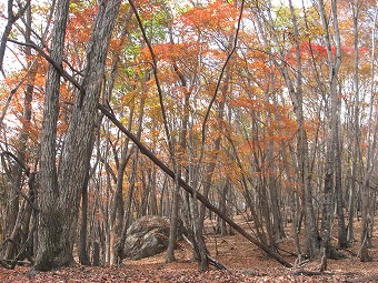 紅葉