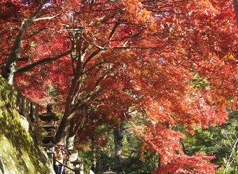 大山寺の紅葉