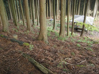 巨木の森　東屋