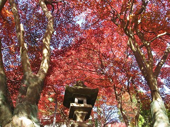 大山寺の紅葉