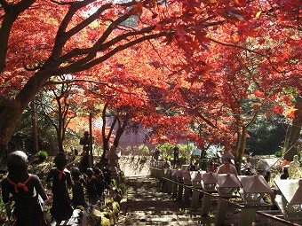 大山寺の紅葉