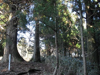 黒岳の自然杉