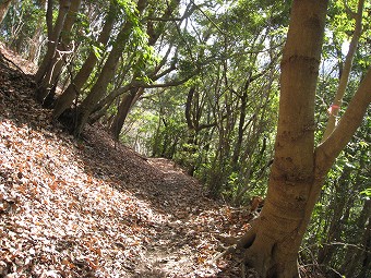 樹林の山腹道