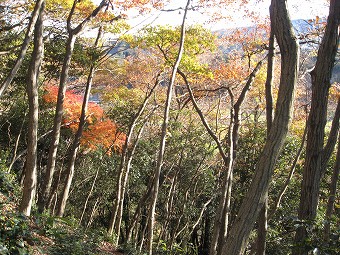 名残の紅葉