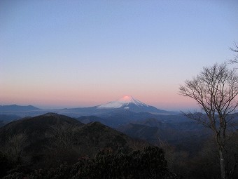 紅富士