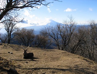 塔ノ岳の鹿