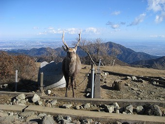 塔ノ岳の鹿