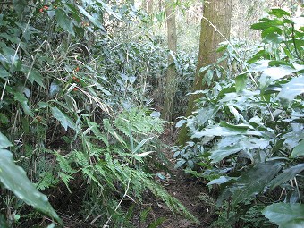 阿部倉山への細道