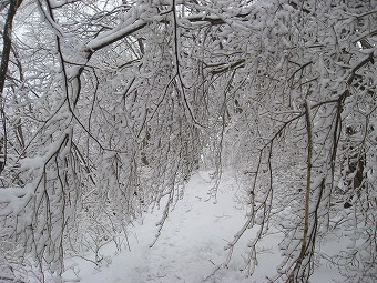 樹氷すだれ