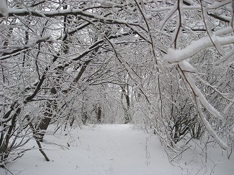 樹氷トンネル