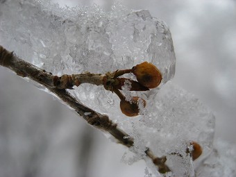 粗氷？