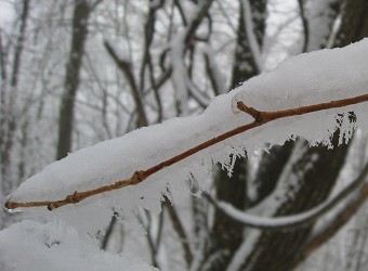 着雪・粗氷・樹霜