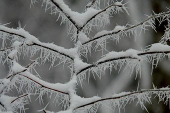 着雪・樹霜