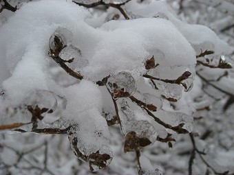 雨氷