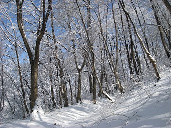 落葉樹林