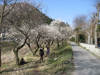 遊歩道梅林